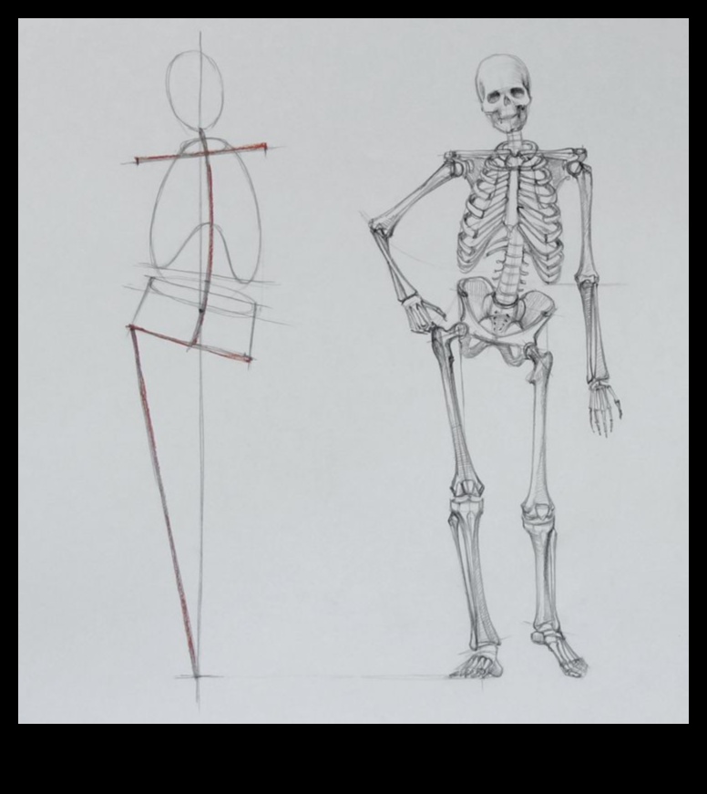 Anatomie de desenare a vieții: stăpânirea scheletului uman