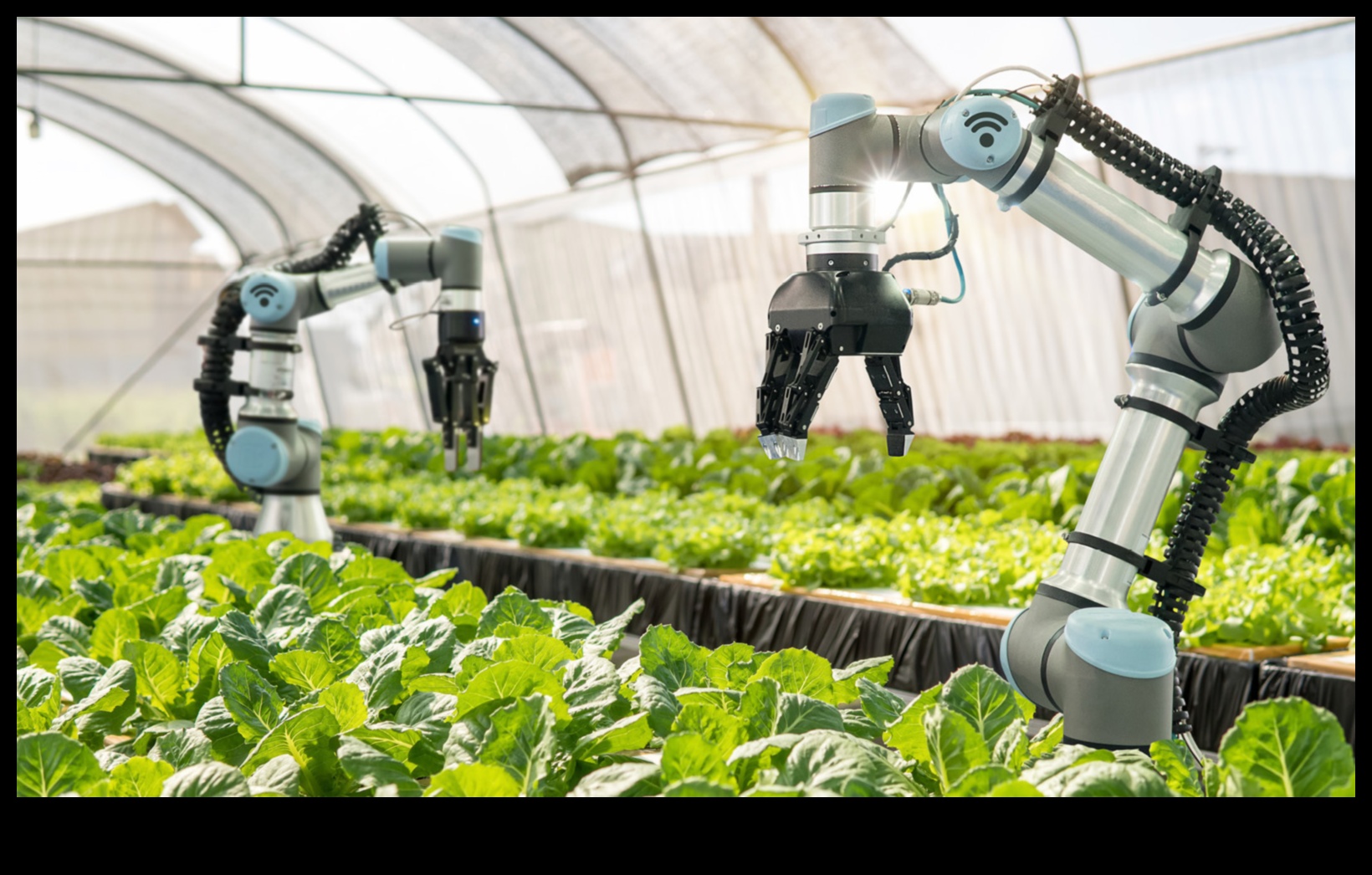 Cultivarea viitorului 3 Câmpuri din belșug: terenuri agricole și câmpuri de cultură explorate