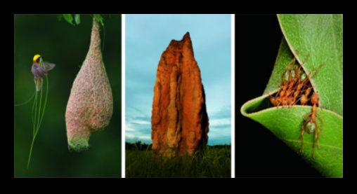 Care este semnificația faunei sălbatice în peisajele naturale?