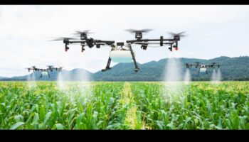 Câmpuri din belșug: terenuri agricole și câmpuri de cultură explorate