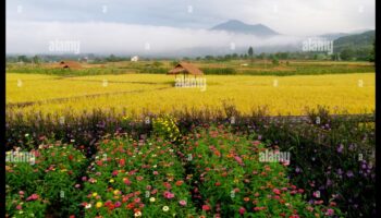 Rural Rhapsody III: Capturând din nou esența liniștii rurale