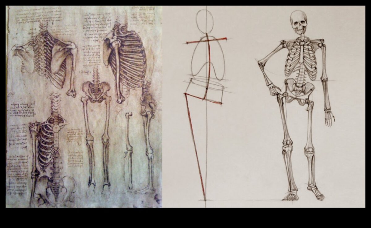 Anatomie de desenare a vieții: stăpânirea scheletului uman