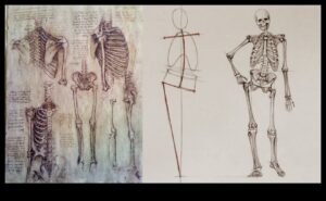 Anatomie de desenare a vieții: stăpânirea scheletului uman